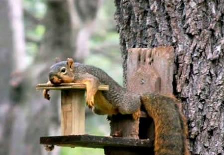 Funny Squirrel Napping
